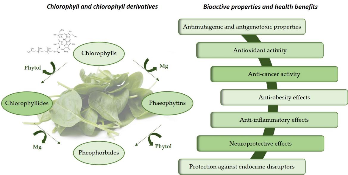 chlorophyll-structure-function-and-analytical-methods-1.jpg