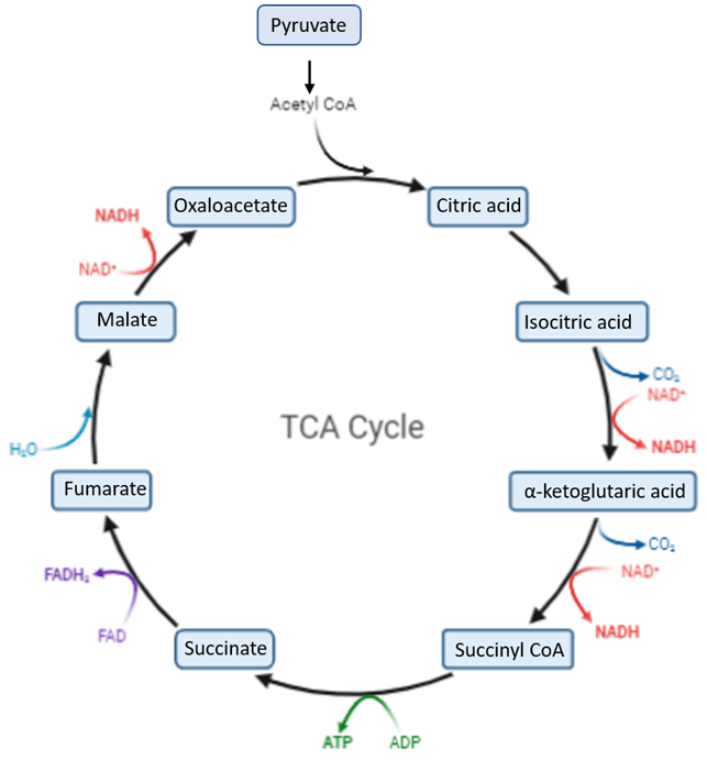 The overview of TCA cycle.