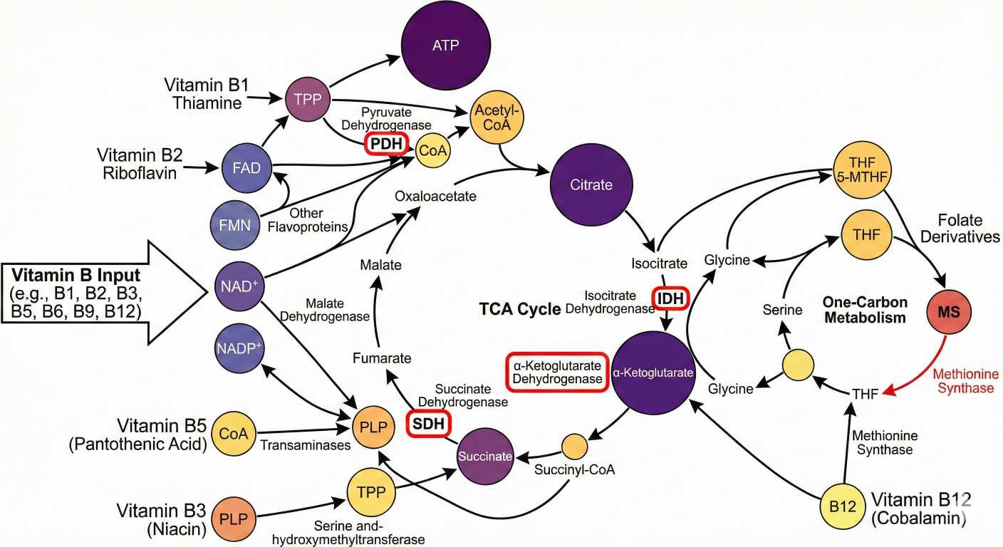 Systems biology pathway map integrating B-vitamins into the TCA cycle and analyzing enzymatic bottlenecks.