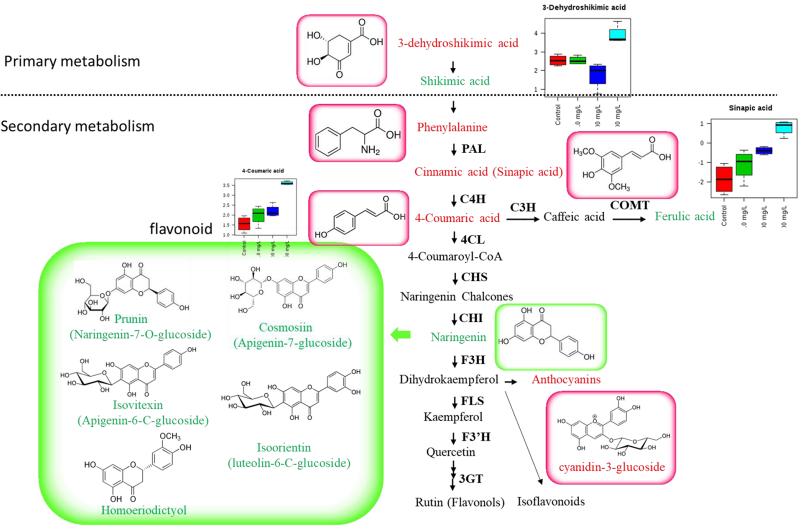 Schematic representation of phenylpropanoid/flavonoid pathway as affected by copper ions