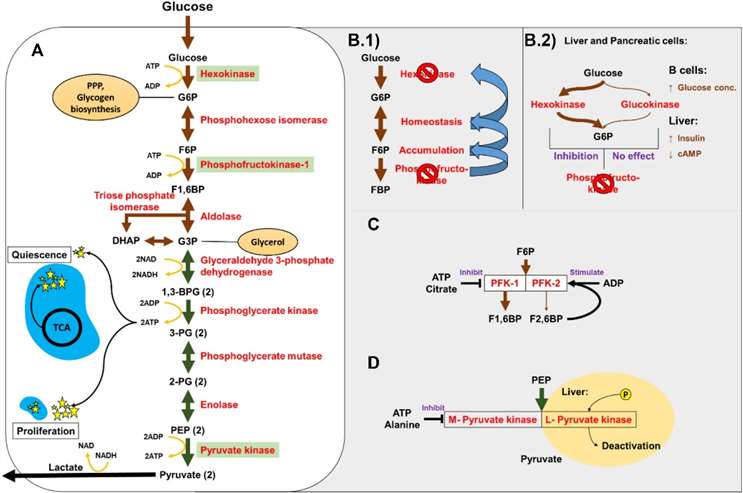 decoding-glycolysis-and-metabolic-interactions-1.jpg