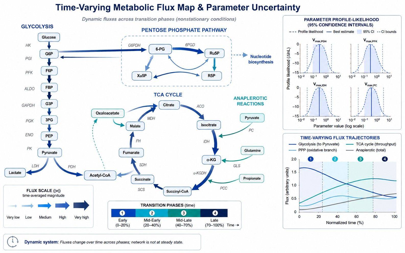 Dynamic metabolic flux map showing time-varying reaction rates and parameter confidence intervals