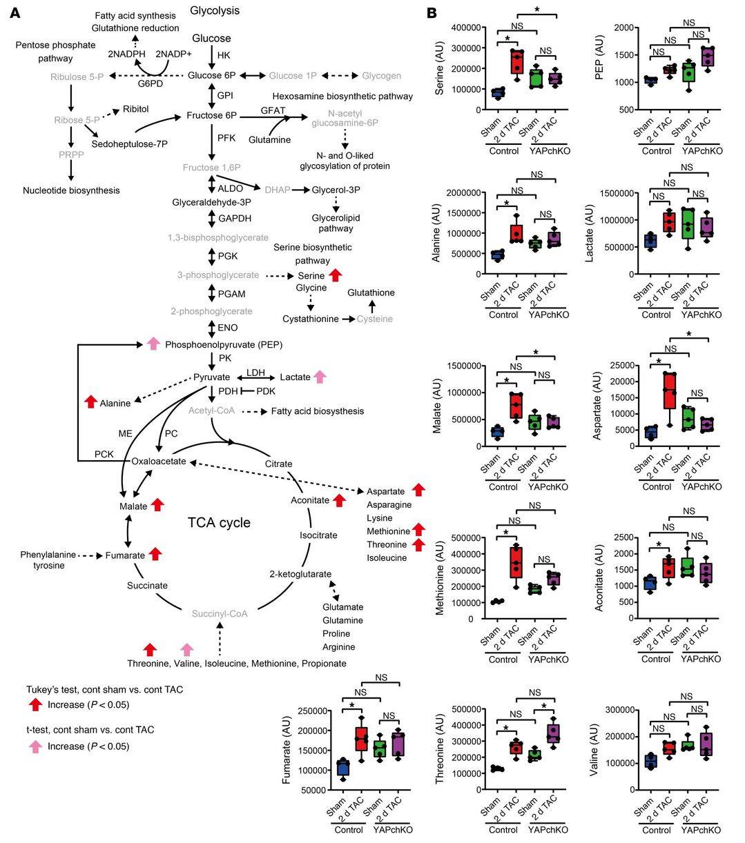 Metabolomics and 13C-glucose stable isotope tracing of cardiac metabolic reprogramming