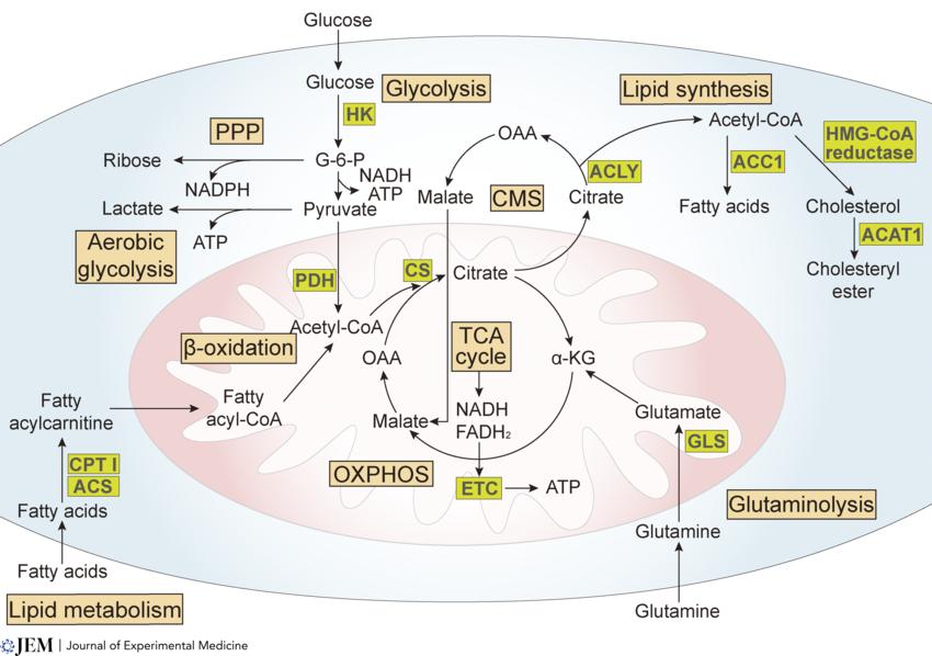 energy-metabolism-pathways-regulation-and-implications-1.jpg