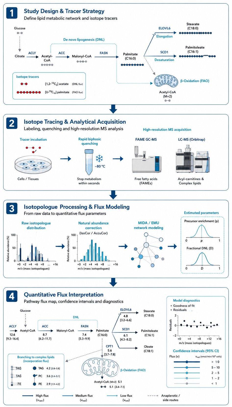 Six-step workflow for fatty acid metabolic flux analysis