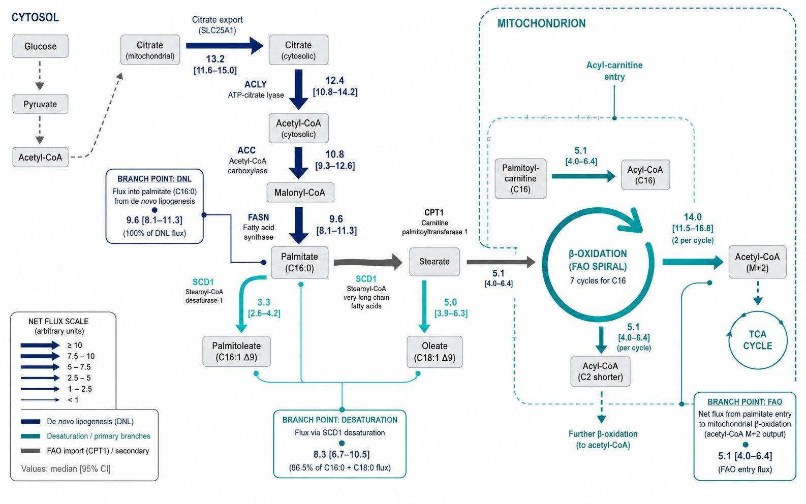 Quantitative fatty acid metabolic pathway flux map with DNL and beta-oxidation rates
