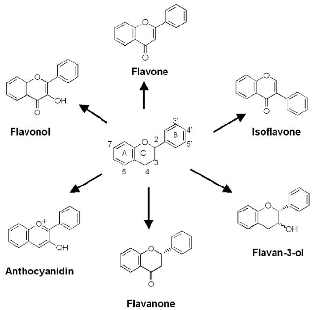 flavonoids-exploring-their-diverse-actions-and-analytical-insights-1.jpg
