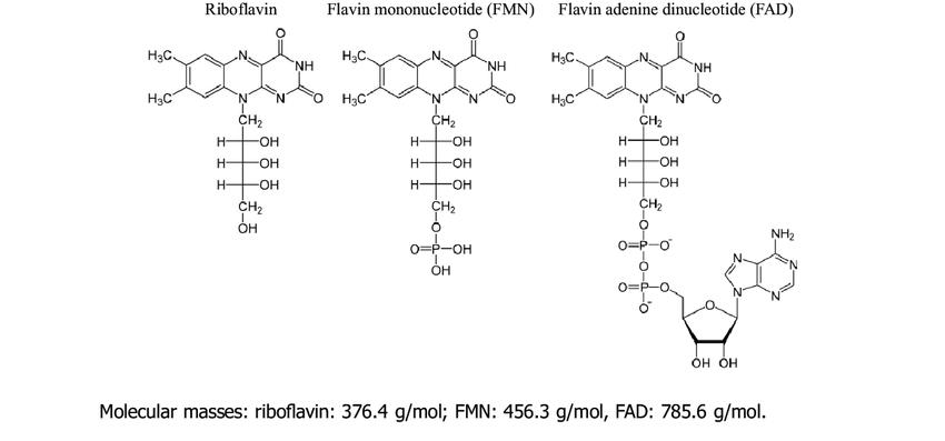 fmn-and-fad-functions-riboflavin-coenzymes-1.jpg