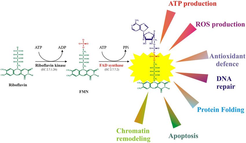FMN and FAD synthesis from riboflavin and main biological functions of flavoenzymes in mammalian cells.