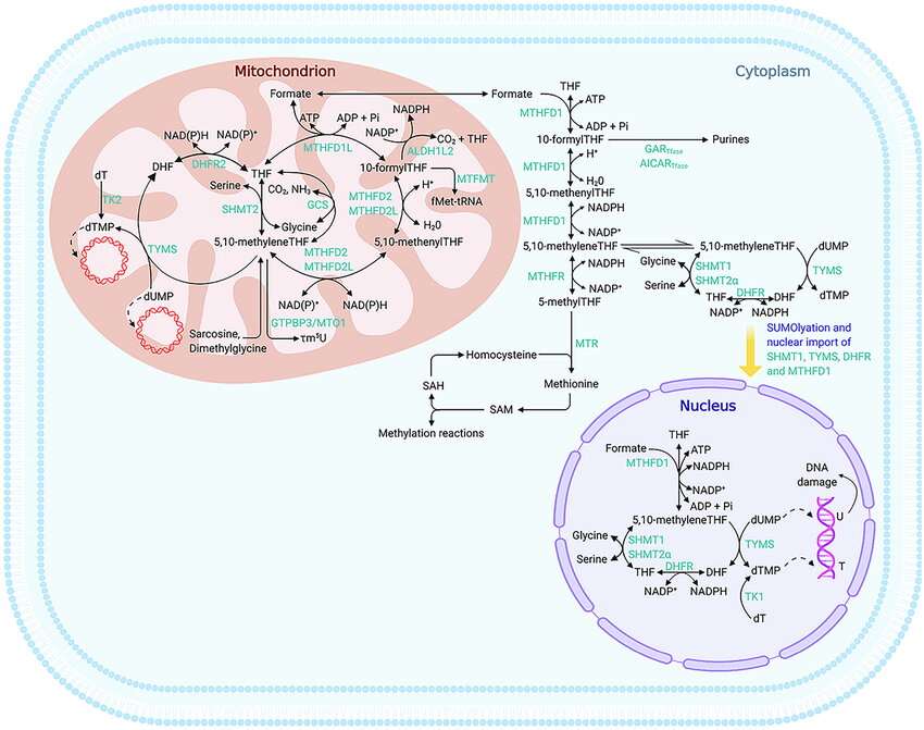 folate-mediated-one-carbon-metabolism-1.jpg