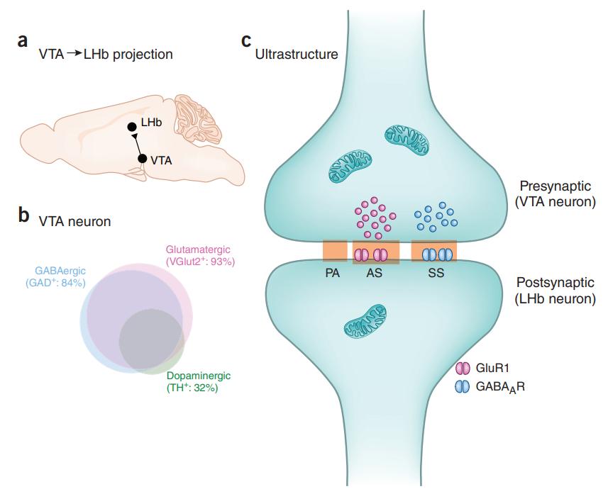 LHb-innervating VTA neurons co-release glutamate and GABA from single axon terminals