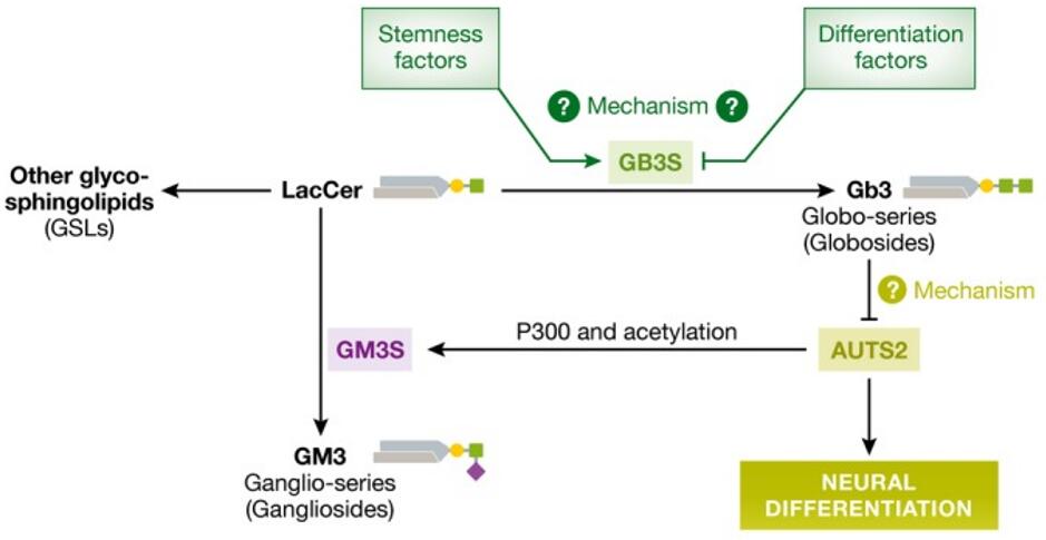 Interaction of glycosphingolipid metabolism, expression and signaling in neuronal differentiation.