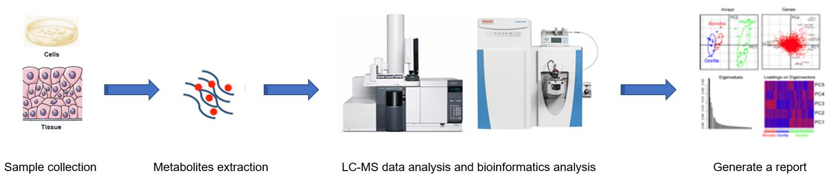 A typical workflow for MS-based Glycosphingolipid analysis service in different complex biological samples.