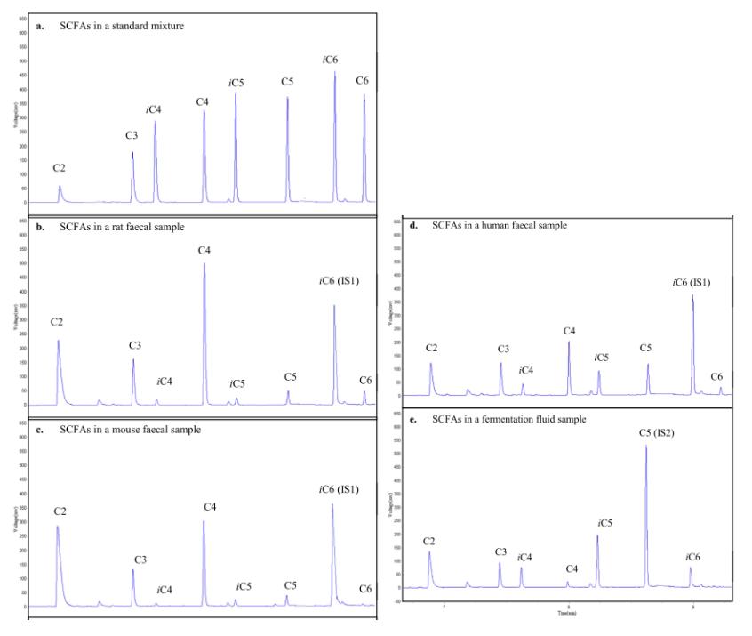 Chromatograms displaying short-chain fatty acids profiles in standard mixture, rat, mouse, and human fecal samples, and fermentation fluid, with labeled acids including acetic, propionic, butyric, iso-butyric, valeric, iso-valeric, caproic, and iso-caproic acids.