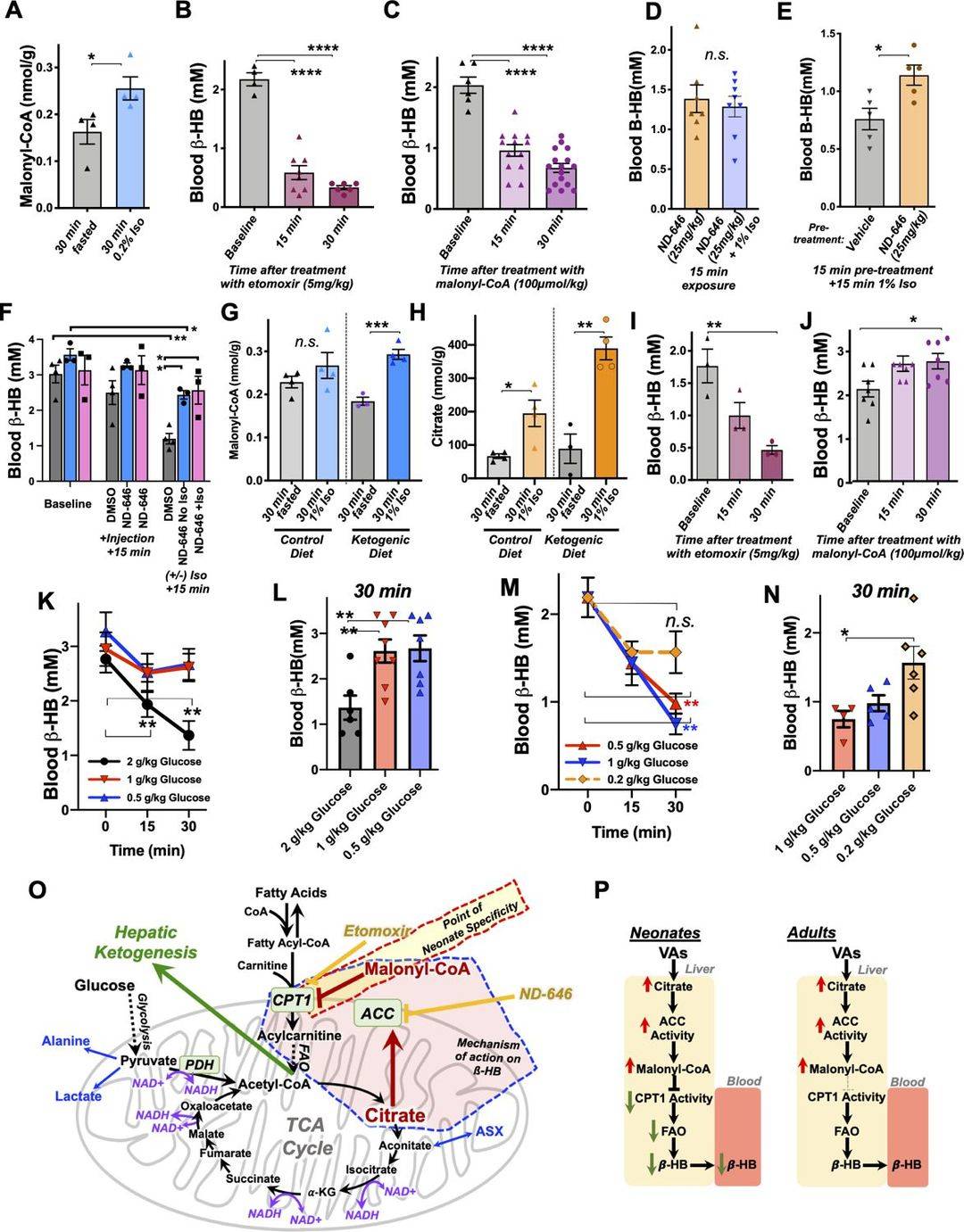 Figure 5. Schematic model of mitochondrial metabolism, TCA cycle cataplerosis, and citrate-driven ACC regulation
