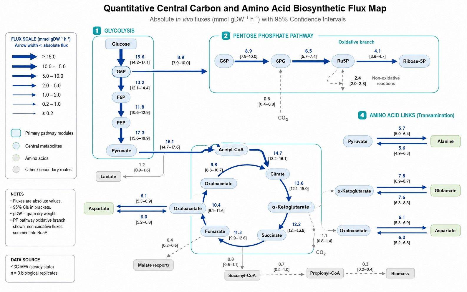 Quantitative Metabolic Flux Map of Central Carbon and Amino Acid Networks