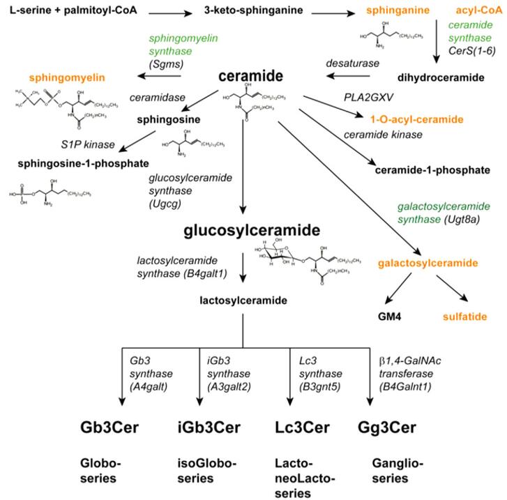 Pathways for sphingolipid synthesis. 