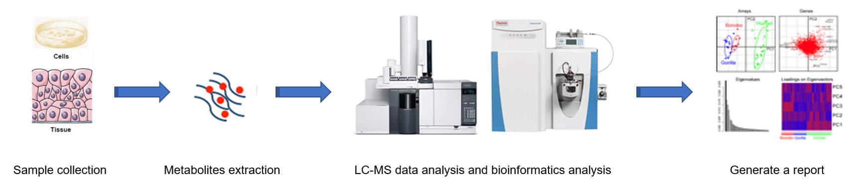 Workflow of common Glycosphingolipids analysis in various type of animal samples.