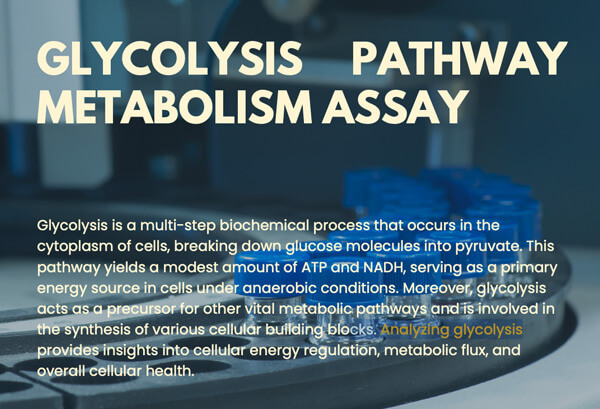 Glycolysis Pathway Metabolism Assay