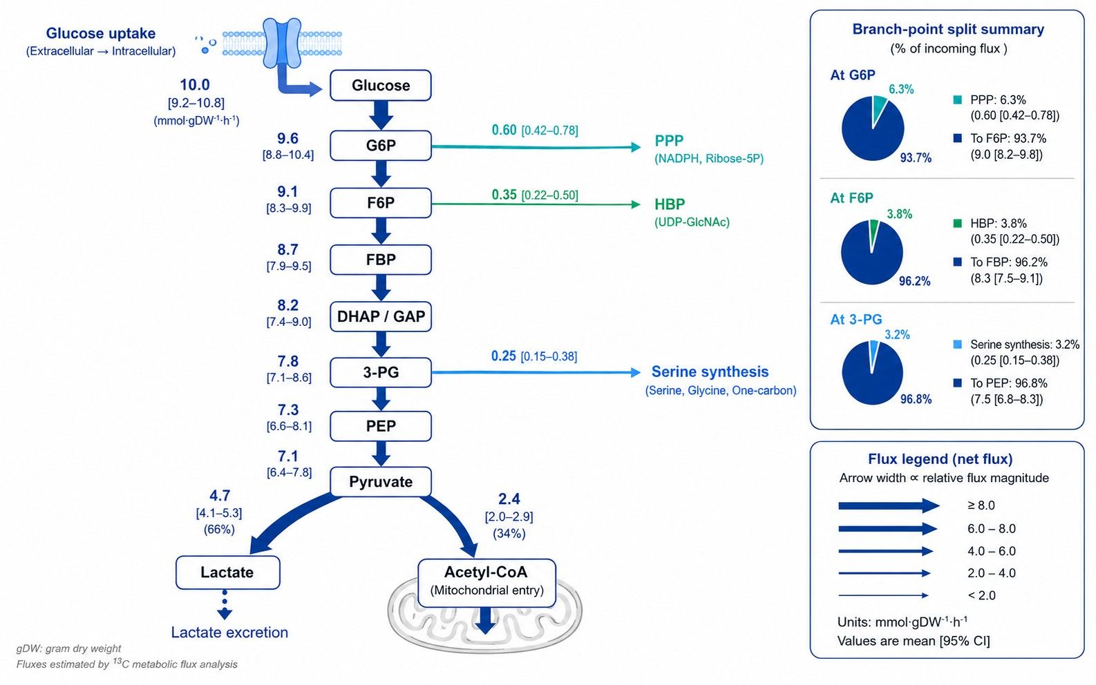 Quantitative in vivo glycolytic pathway flux map with confidence intervals