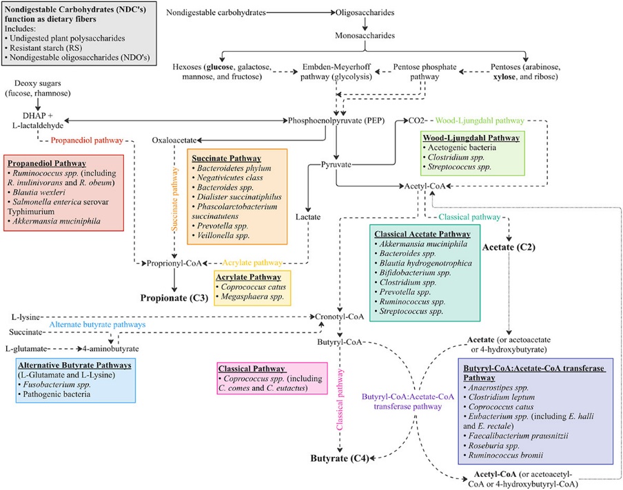 gut-microbiota-scfa-immune-metabolic-health-1.jpg