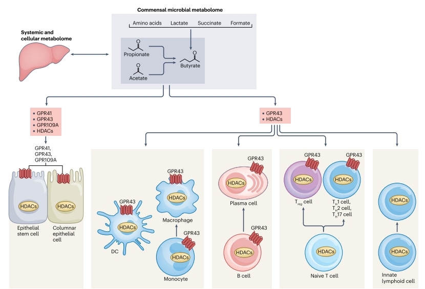 Effects of short-chain fatty acids on G protein-coupled receptor-mediated signalling and histone deacetylases