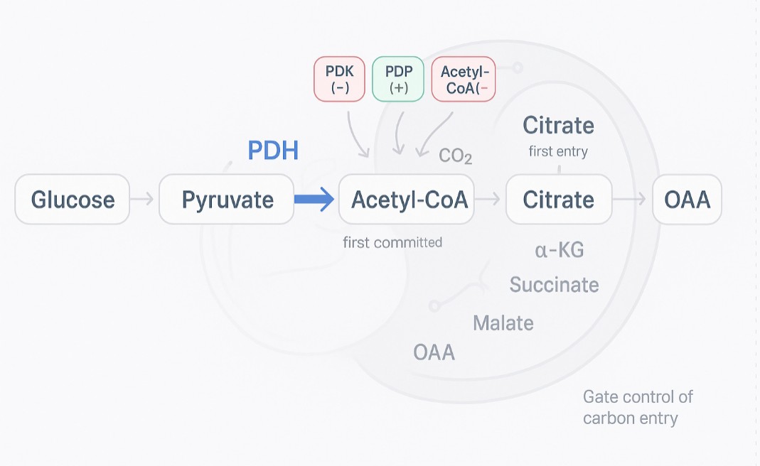 how-pyruvate-to-acetyl-coa-conversion-regulates-tca-cycle-flux.jpg