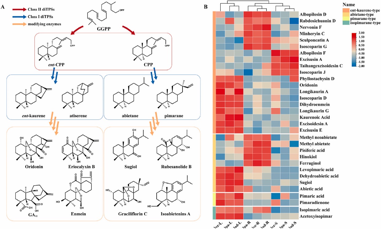 Proposed diterpenoid biosynthetic pathway in Isodon genus.