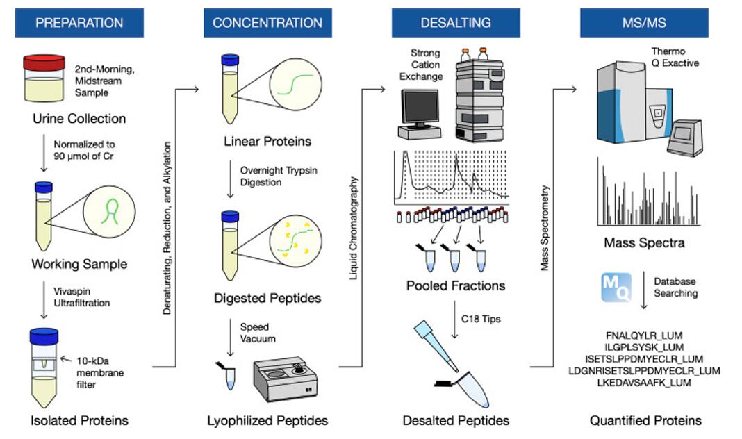 Workflow for the discovery-based proteomics.