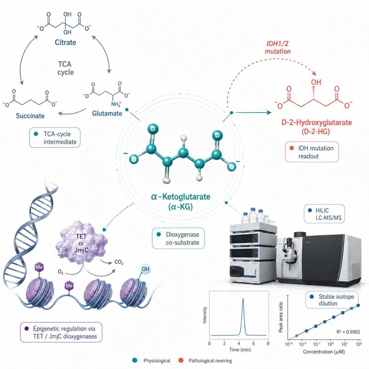 α-Ketoglutarate α-KG Analysis — LC-MS/MS Quantification for IDH Mutation Epigenetics and TCA Cycle Research