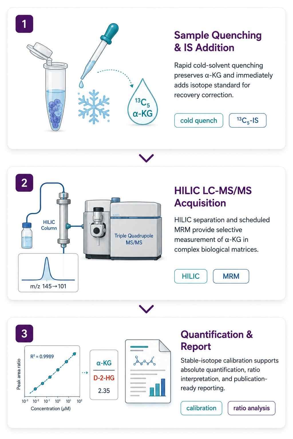 α-Ketoglutarate Analysis Workflow — Three-Step Pipeline from Quenching to Quantification