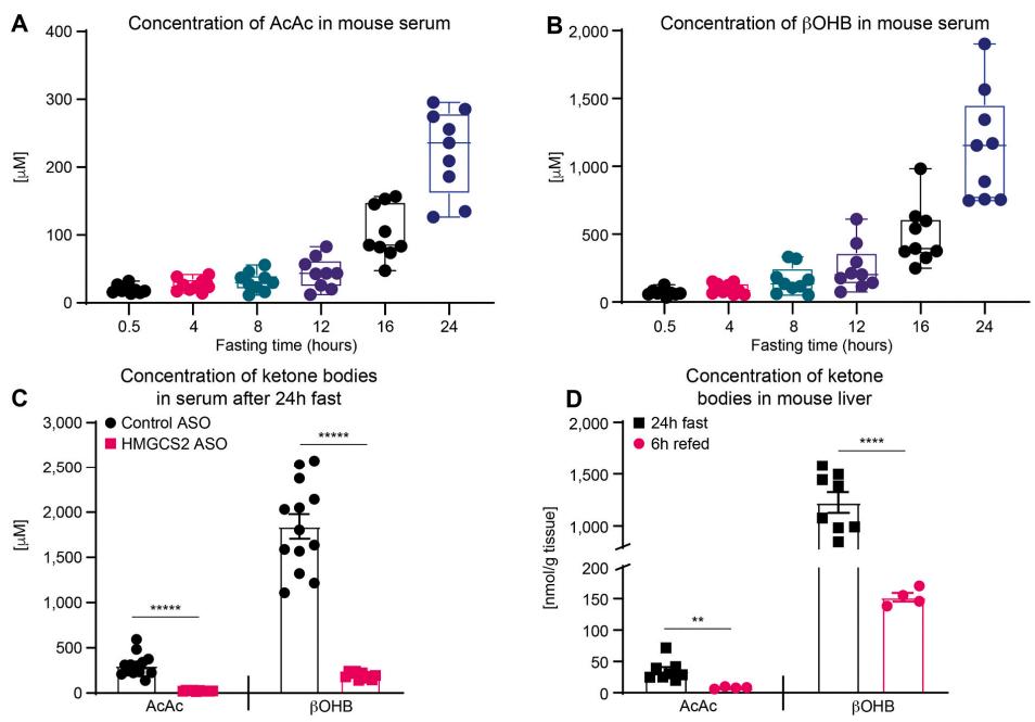 UPLC-MS/MS chromatograms showing the quantification of Acetoacetate (AcAc) and β-Hydroxybutyrate (βOHB) concentrations in serum and liver tissue extracts, highlighting the separation and detection of these metabolites in biological samples.