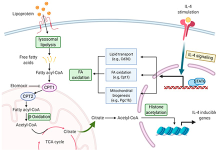 knowledge-glycolysis-lipid-Metabolism-coenzymes-and-cofactors.jpg