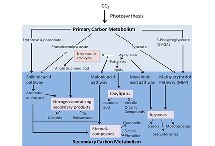 knowledge-plant-primary-and-secondary-metabolites.jpg