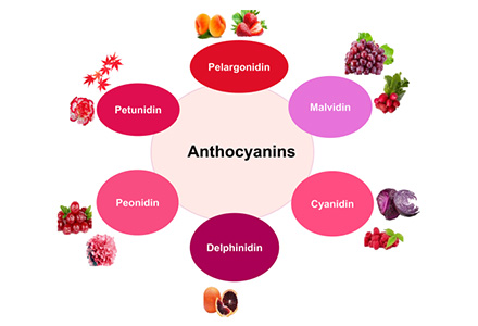knowledge-structure-function-and-assay-of-anthocyanins.jpg