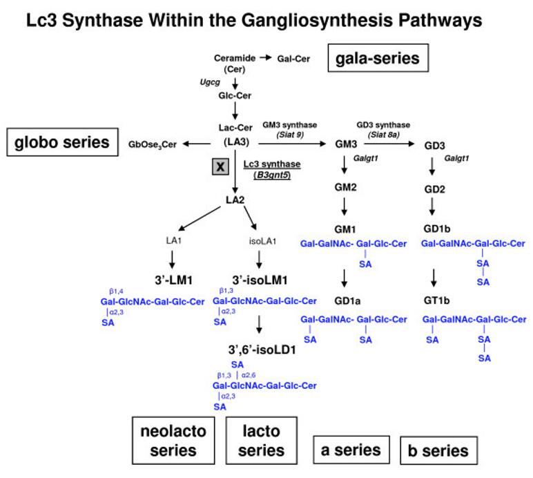Lc3 synthase within the gangliosynthesis pathways.