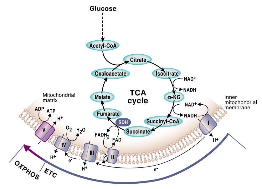 Malic Acid vs Citric Acid: Structure, Function, and Metabolomic Insights