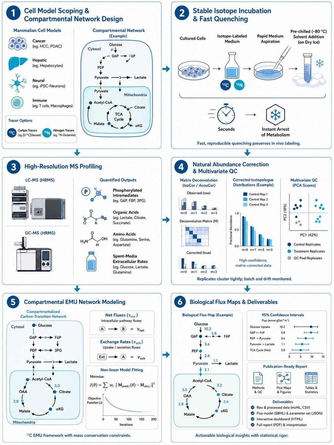 Six-step workflow for mammalian cell metabolic flux analysis