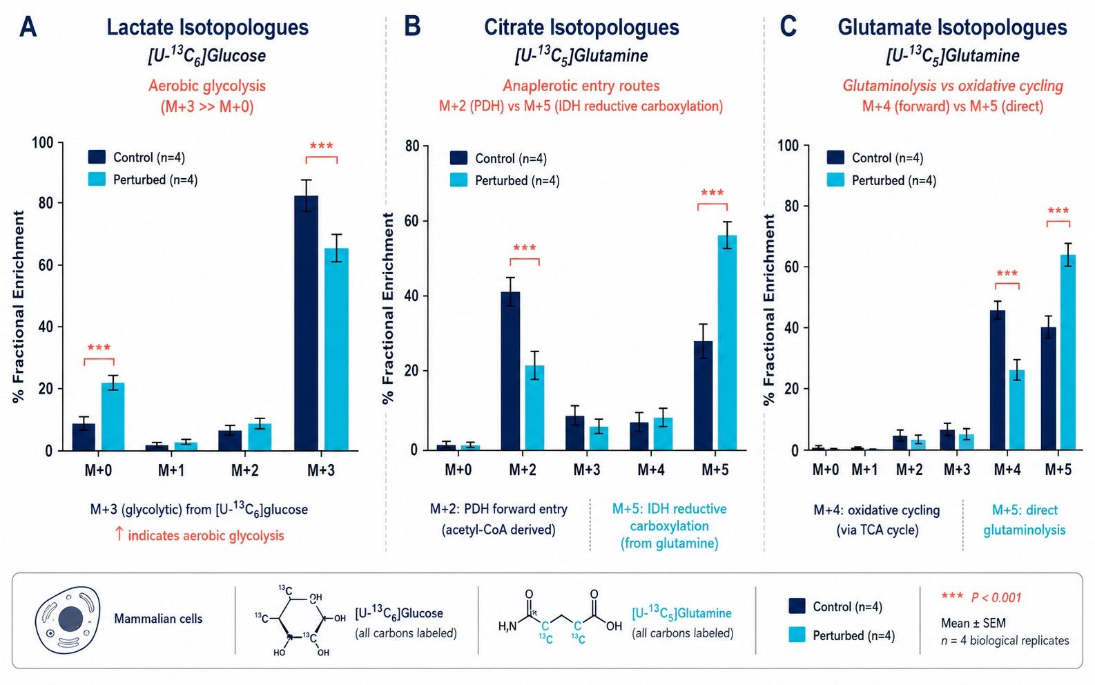 Mammalian cell mass isotopologue distribution bar plot resolving Warburg glycolysis and TCA labeling
