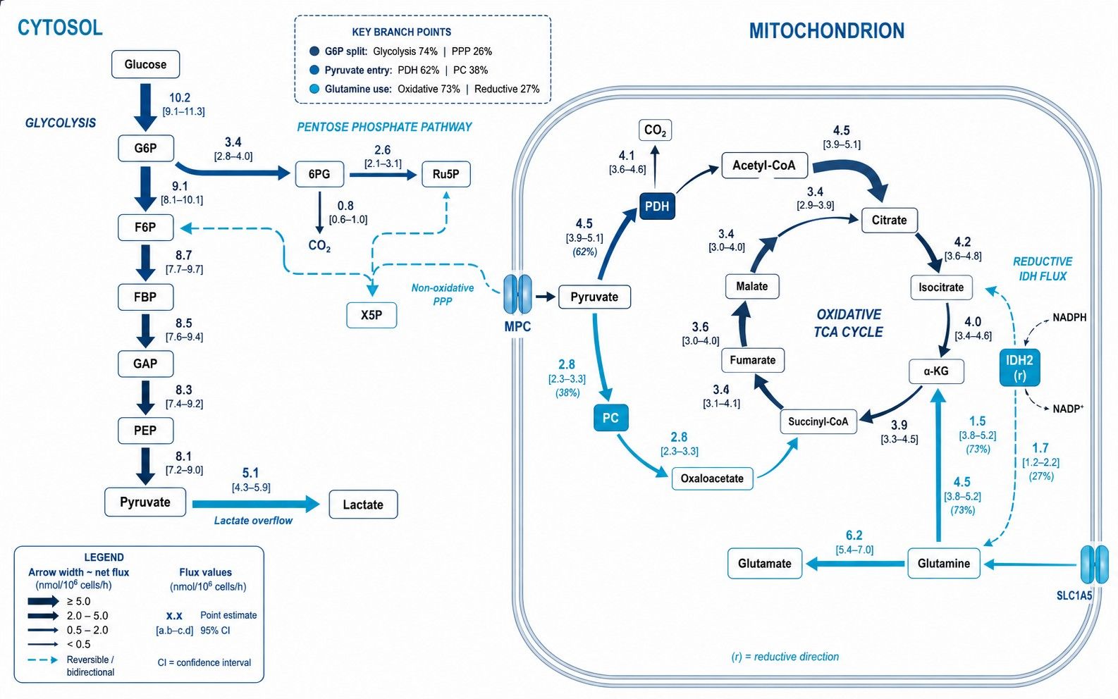 Quantitative mammalian cell metabolic pathway flux map across cytosolic and mitochondrial compartments