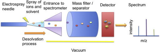 Simplified diagram of a mass spectrometer