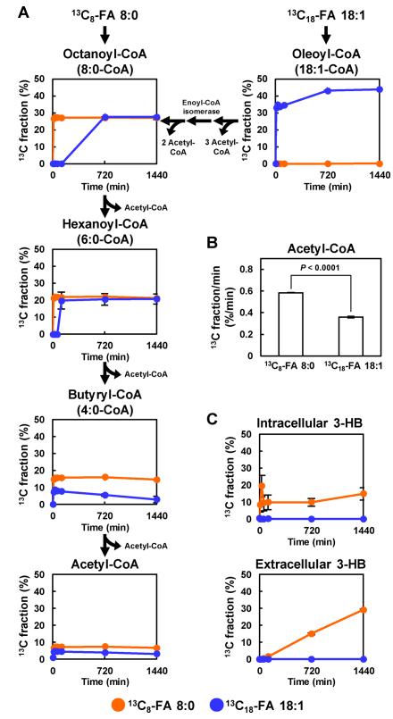 13C fraction of β-oxidation-related metabolites as a function of time for the AML12 cells treated with 13C8-FA 8:0 or 13C18-FA 18:1 and its corresponding culture medium.