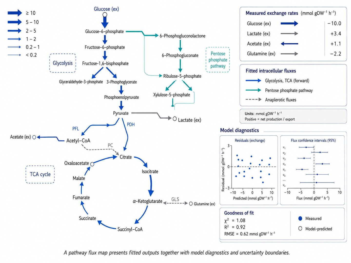 Metabolic pathway flux map with model diagnostics and uncertainty annotations
