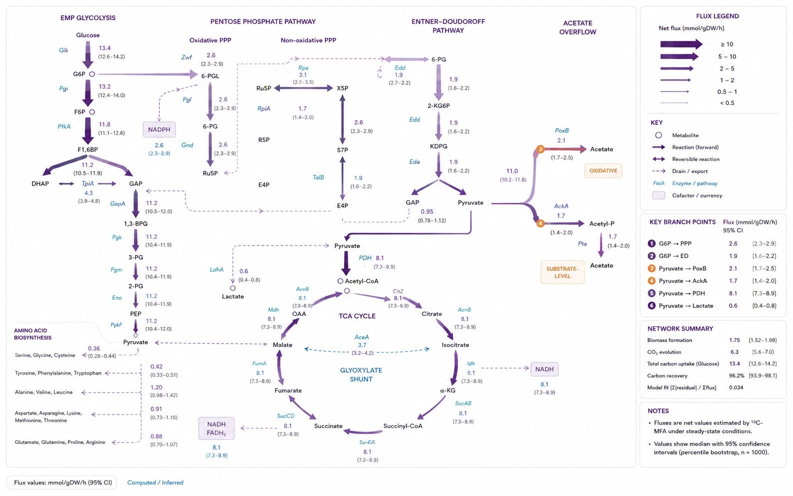 Quantitative microbial metabolic pathway flux map with overflow branching and confidence intervals
