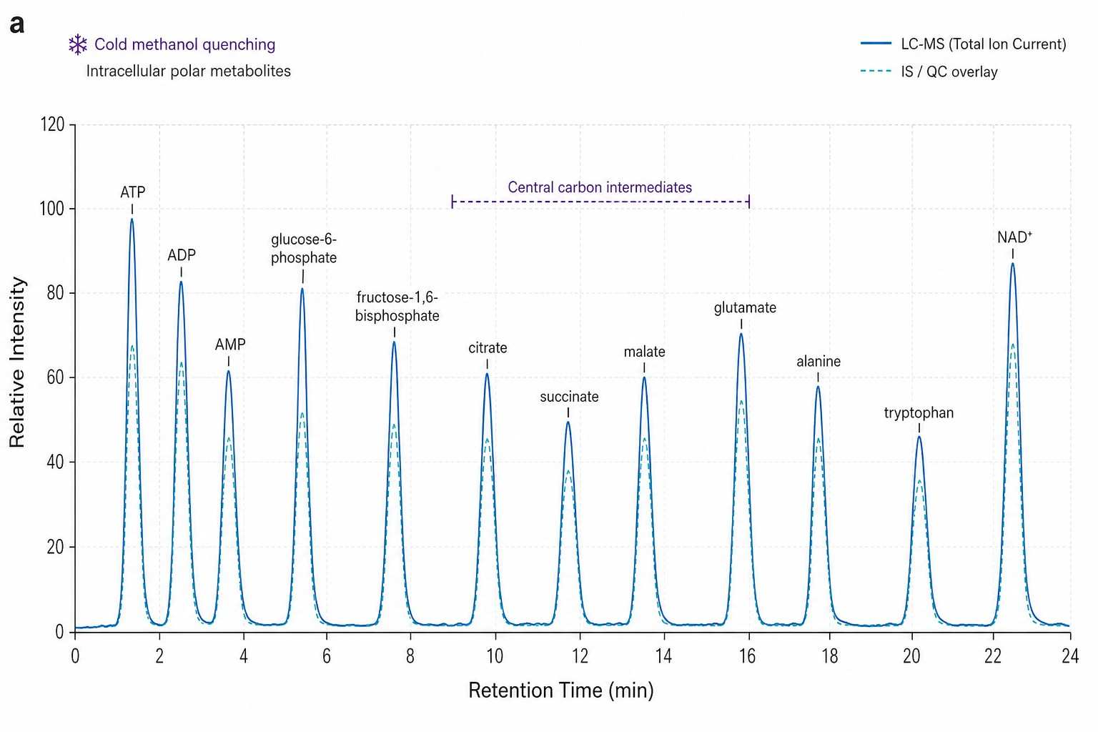 Microbial Metabolomics LC-MS Chromatogram — HILIC Separation of Polar Metabolites from Bacterial Extract