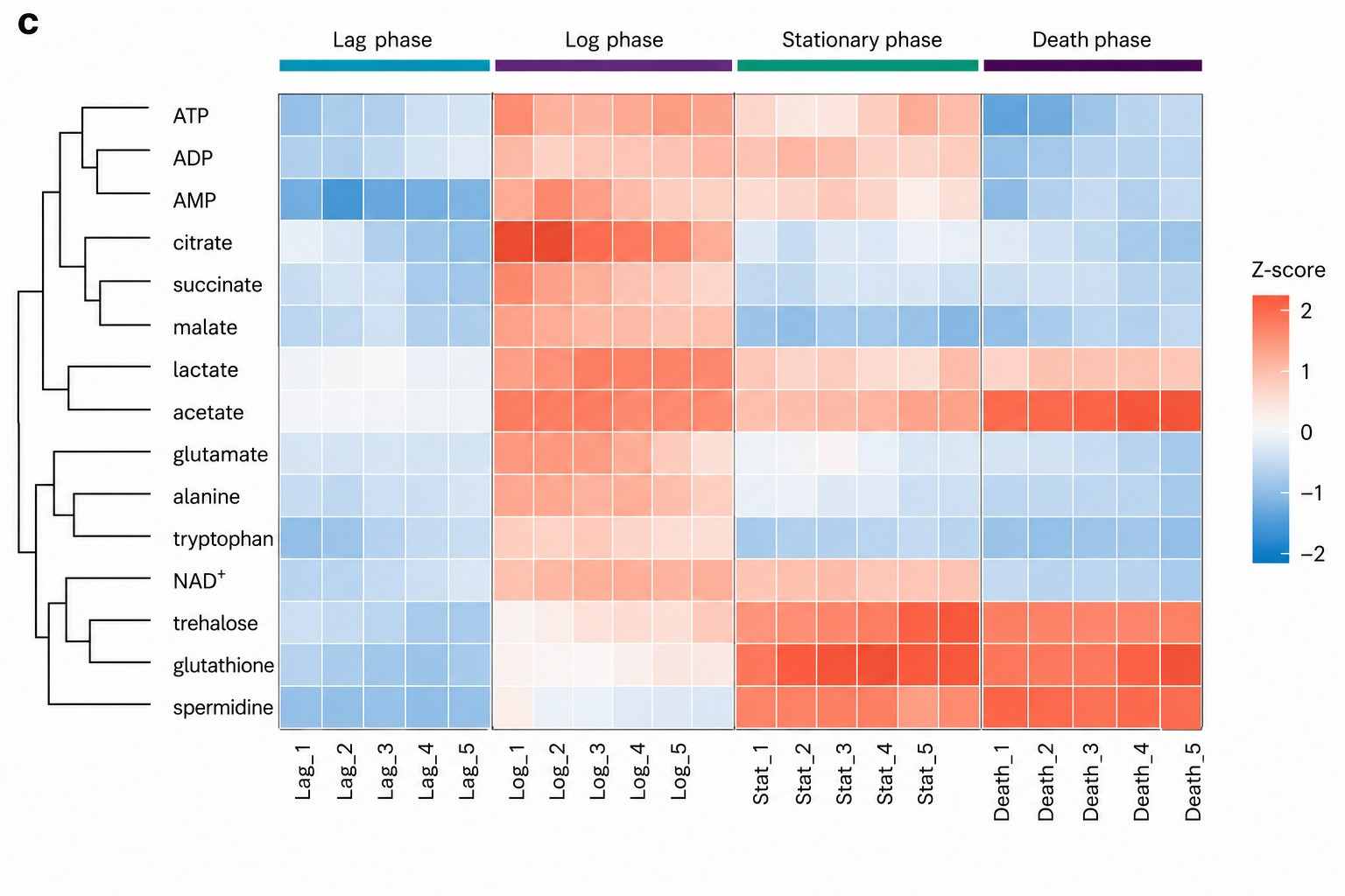 Microbial Metabolomics Heatmap — Metabolite Abundance Changes Across Growth Phases