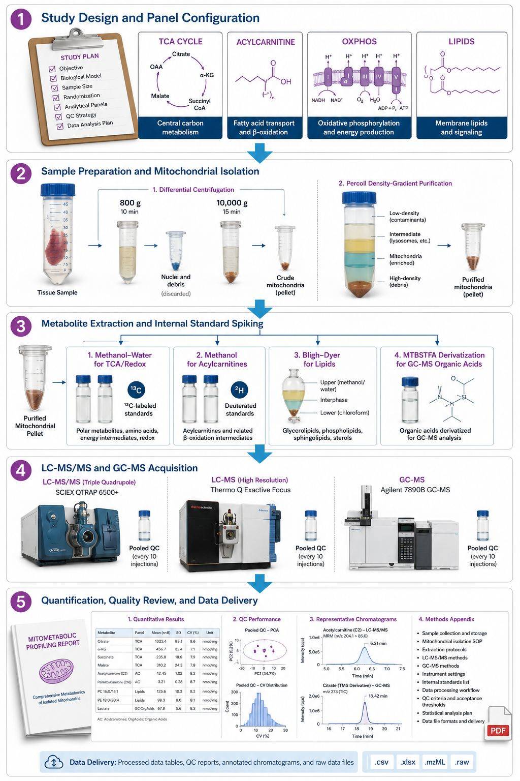 Mitochondrial Metabolomics Workflow