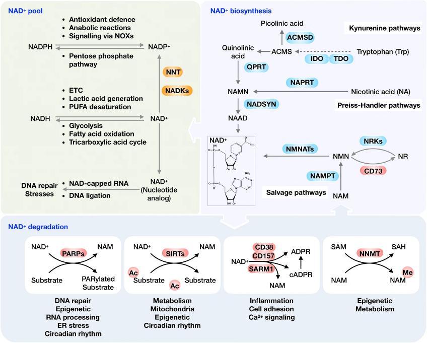 nad-metabolism-implications-in-cellular-energy-and-health-1.jpg