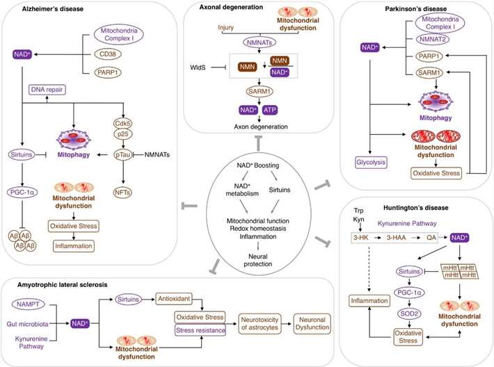 Linkages between NAD+ depletion and neurodegenerative disorders