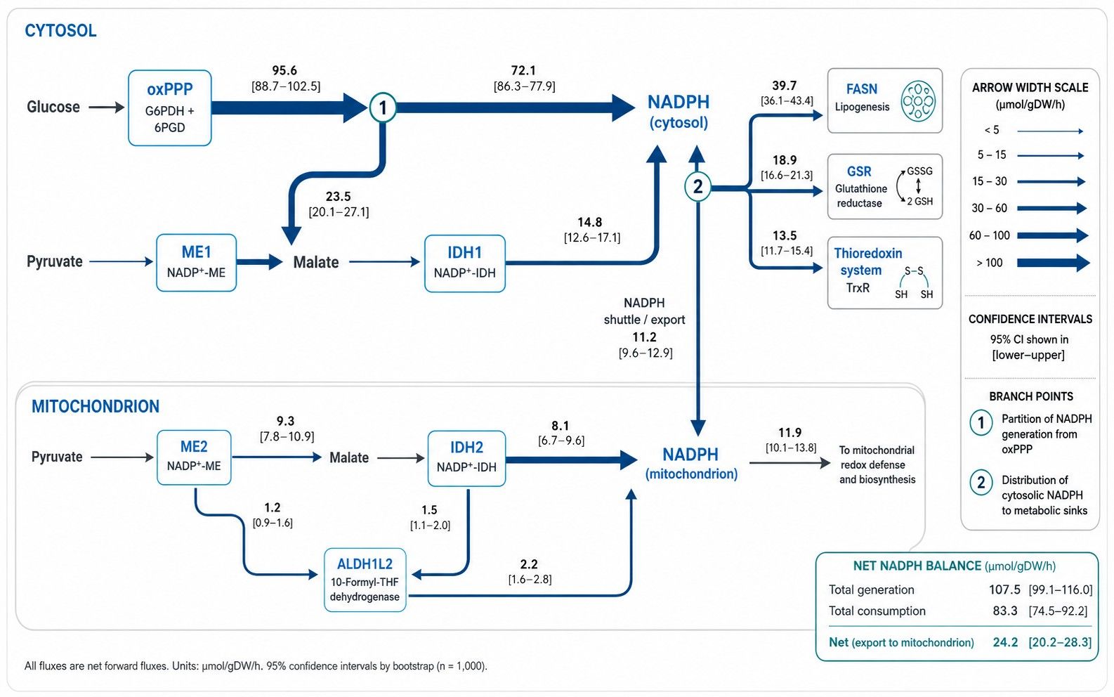 Quantitative cellular NADPH generation and consumption metabolic flux map